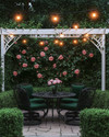 A traditional backyard patio area featuring a wrought iron dining set with dark green cushions, surrounded by lush green boxwood hedges and climbing pink roses on a white trellis, all illuminated by warm string lights overhead. — alternate angle