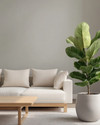 A minimalist Scandinavian Landscape living room with pale gray walls, an off-white modular sofa, a light ash wood coffee table, and a large Fiddle Leaf Fig plant in a matte ceramic pot. — close-up of textures and materials