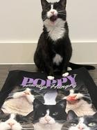 custom bootleg tee for cat lover, photo review from Joy