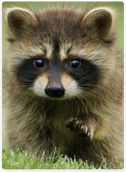 Raccoon Blanket Animal Pattern Digital Print Fleece Throw Cute Little Raccoon - Thegiftio UK