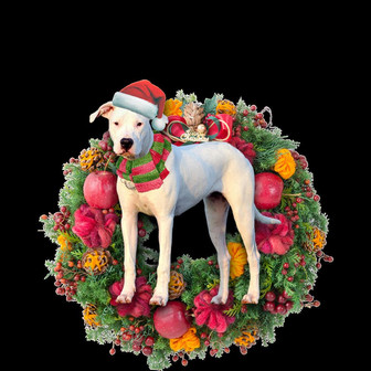 Ornament- Dogo Argentino Christmas Ornament, Happy Christmas Ornament, Car Ornament - Thegiftio UK