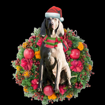 Ornament- Weimaraner Christmas Ornament, Happy Christmas Ornament, Car Ornament - Thegiftio UK