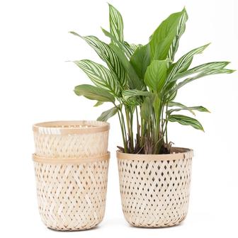 Set of 3 Natural White Bamboo Woven Planter Bamboo Flower Pot Suitable For Planting Small Trees Corner | Rusticozy UK