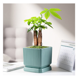 Indoor Square Ceramic Plant Pot Decor with Tray | Rusticozy UK