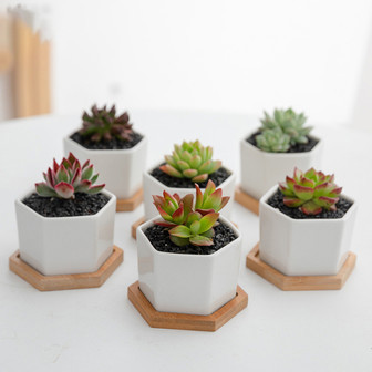 Minimalist Small White Hexagon Ceramic Flower Pots | Rusticozy UK