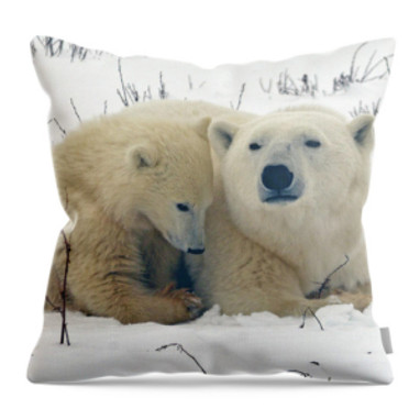 Polar Bear