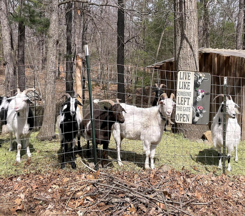Goat metal sign, vintage style, personalized with family name; rustic farmhouse kitchen wall decor with goat silhouette | Familywalldecor