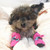 Adorable Dog Booties Rose