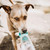 Bottledoggy Portable Drinking Water Bottle Blue
