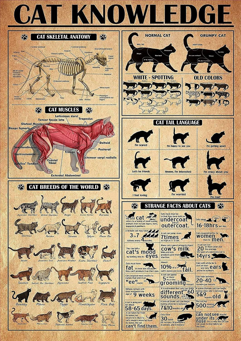 Tin Sign Metal Cat Knowledge Poster Cat Skeletal Anatomy Cat Muscles Cat Breeds Of The World Cat Information Cat Poster Metal Sign Vintage Wall Art Home Ofiice Bar Club Decoration