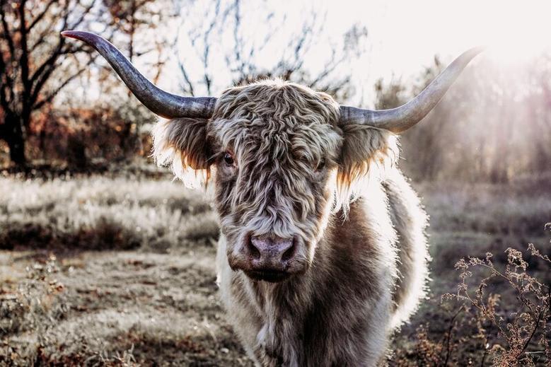 Rustic Farmhouse Highland Cow Canvas For Dining Room - Farmhouse Cattle Art