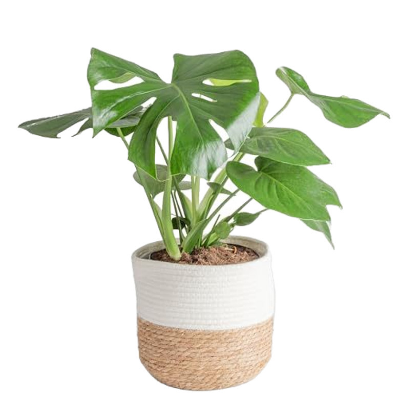 Eco-Friendly Jute Grow Bag for Bonsai and Home Decor