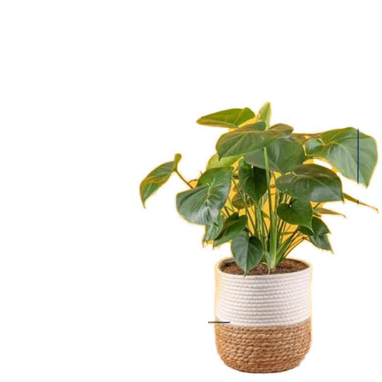 Eco-Friendly Jute Grow Bag for Bonsai and Home Decor