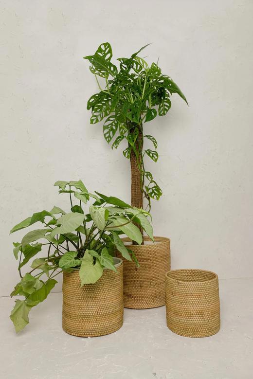 Eco-Friendly Rattan and Wicker Planters for Indoor Use