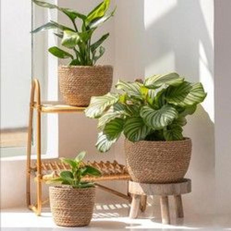 Handmade Water Hyacinth Woven Plant Holder