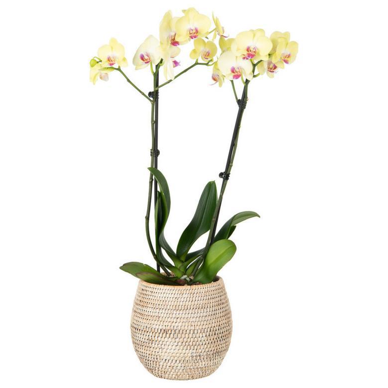 Handwoven Rattan Plant Pot – Eco-Friendly Basket Planter for Greenery