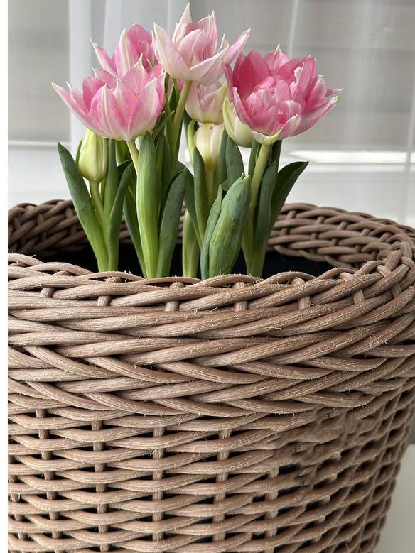 Minimalist Rattan Woven Planter for Houseplants