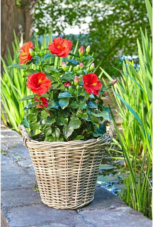 Natural Rattan Wicker Flower Planter Basket for Gardens