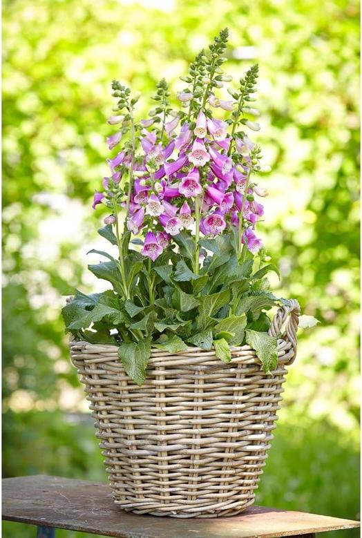 Natural Wicker Garden Planter Basket for Flowers