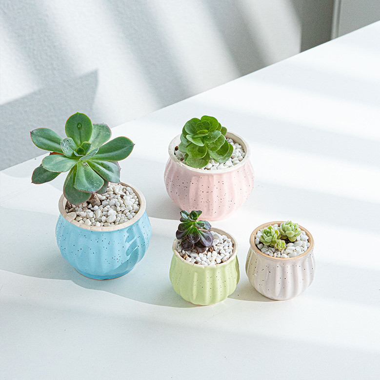 Macaron Pink and Purple Ceramic Plant Pot for Indoor Decor