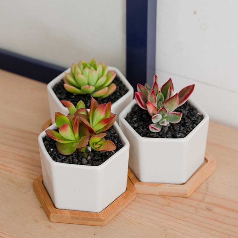 Minimalist Small White Ceramic Plant Pots For Indoor Decor