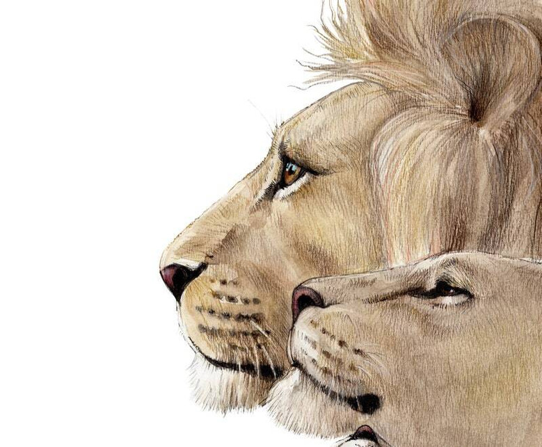 Lion Family Canvas For Safari Nursery DéCor - Lion Watercolor Portrait