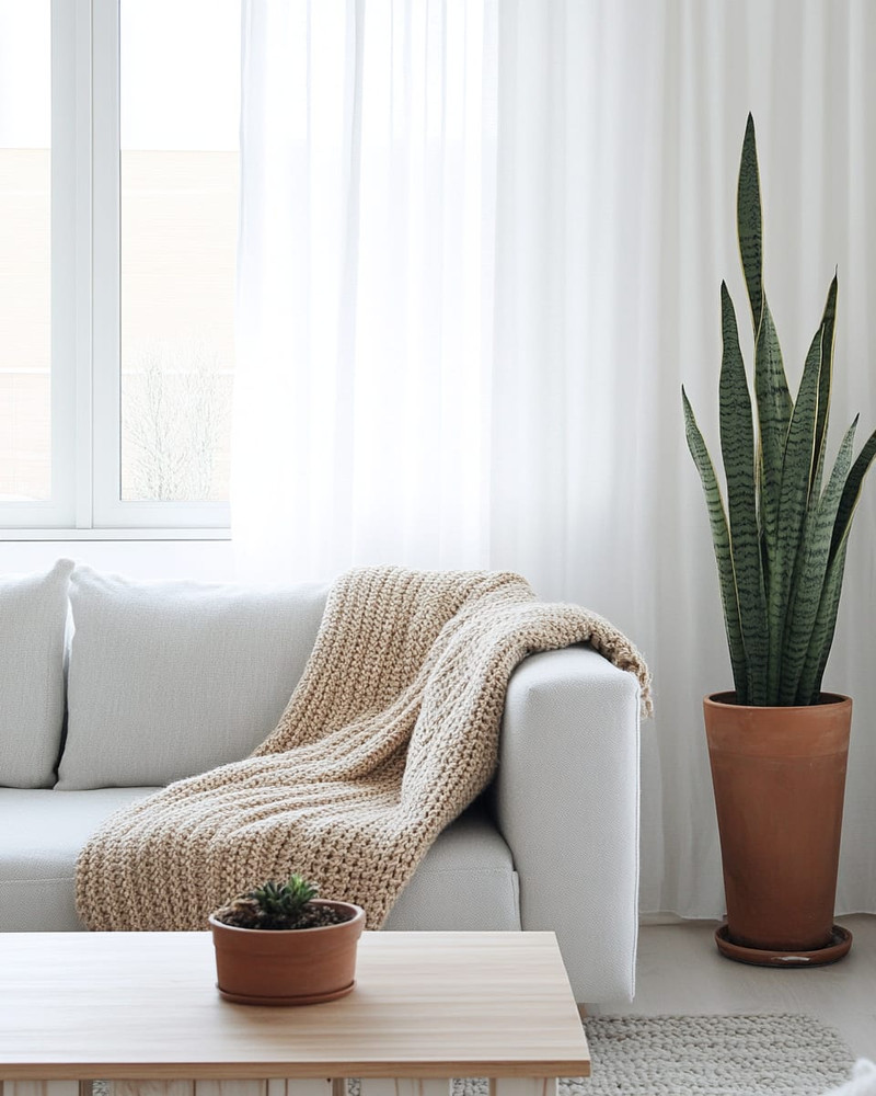 A bright Scandinavian living room with white walls, a light grey sofa, a simple birch wood coffee table, and a chunky knit throw in oatmeal. Sheer white linen curtains frame a window, and a tall Snake Plant in a terracotta pot adds greenery.