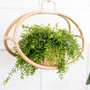 Classic Style Natural Rattan Hanging Baskets Flower Pot Planter Basket
