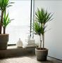 Handcrafted Wicker Rattan Plant Pots Minimalist Elegant Style Woven Rattan Planters Indoor
