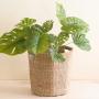 Medium Garden Pot Planter with Handles From Natural Seagrass Garden Green Planter For Home Decor