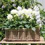 Wicker Planter Boxes – Rattan Rectangular Window Box for Balcony Gardening, Lined Flower and Plant Pot