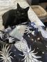 Custom Pineapple Pattern Short-Sleeve Hawaiian Shirt Dark Navy Color, Upload Photo Pet Shirt, Summer Shirt