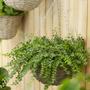 Handcrafted Willow Flower Hanging Pot for Outdoor Decor