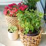 Highly Sought-After Natural Water Hyacinth Storage Basket for Home