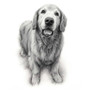 Custom Pencil Sketch Canvas - Beloved Dog Portrait for Pet Owners