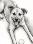 Custom Dog Canvas - Pencil Sketch Portrait For Dog Owners, Perfect Gift For Dog Dad Or Mom, Multiple Dogs Option