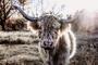 Rustic Farmhouse Highland Cow Canvas For Dining Room - Farmhouse Cattle Art