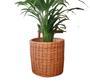 Beautiful Natural Rattan Woven Wicker Planter Pot for Living Room