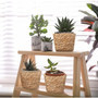 Customized Seagrass Basket Pots for Small Succulents