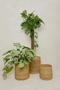 Eco-Friendly Rattan and Wicker Planters for Indoor Use