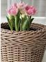 Minimalist Rattan Woven Planter for Houseplants