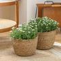 Natural Seagrass Gardening Basket for Plants