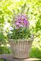 Natural Wicker Garden Planter Basket for Flowers