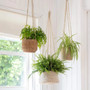 Natural Woven Rattan Hanging Flower Holder for Herbs and Ferns