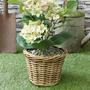 Small Rattan Wicker Planter Basket Set for Garden