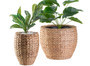 Sturdy Indoor Planter with Tropical Style