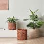 Stylish Indoor Water Hyacinth Plant Pots