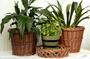 Vietnam Handwoven Rattan Planter for Home Decoration