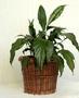 Vietnam Handwoven Rattan Planter for Home Decoration