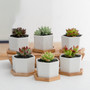 Minimalist Small White Ceramic Plant Pots For Indoor Decor